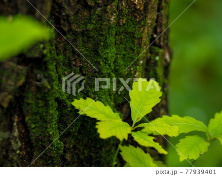 新緑・エコイメージ 77939401