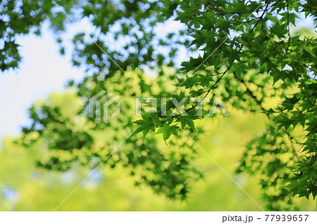 青モミジ 青モミジ 77939657