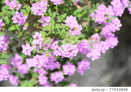 ランタナの花 ランタナの花 77939898
