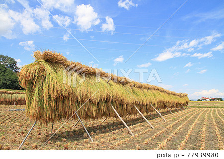 実りの秋　はぜ掛け 77939980