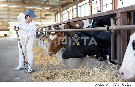 牧場で働く酪農家 77940216