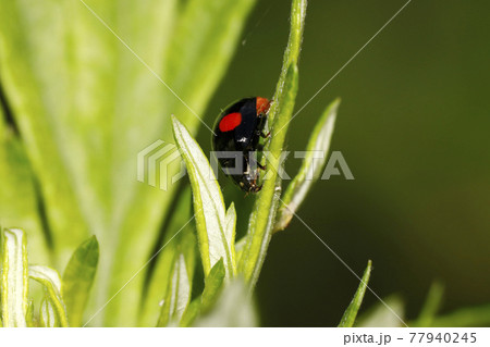 ナミテントウ ナミテントウ 77940245