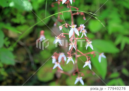 ユキノシタの花の写真素材