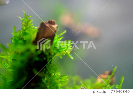 水槽の中のウィローモス 水槽の中のウィローモス 77940340