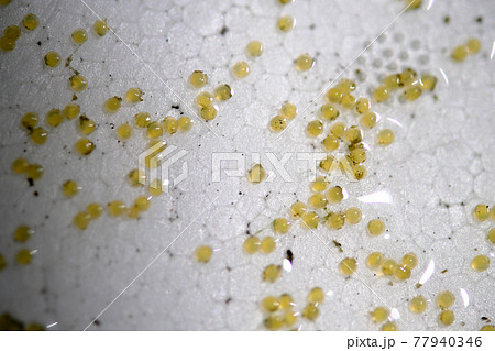 発泡スチロールの上の金魚の卵 77940346