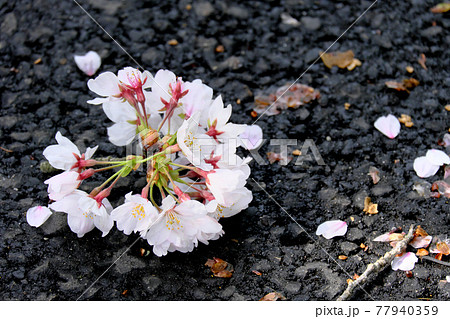 地面に落ちている桜の花 地面に落ちている桜の花 77940359