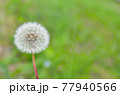 たんぽぽ　わたぼうし 77940566