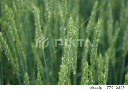 小麦 ゆきちから 77940893