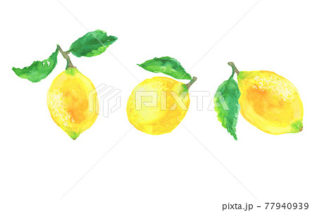 水彩で描いたレモンのイラストのイラスト素材