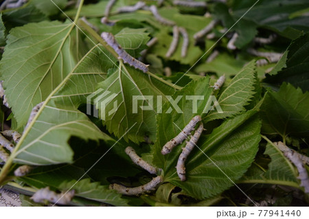 カイコ 桑の葉 養蚕場 77941440