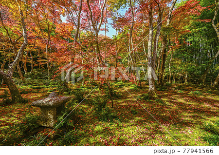 紅葉に染まる祇王寺の苔庭 京都 の写真素材