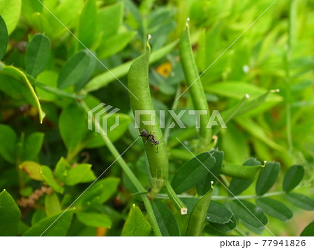 カラスノエンドウ カラスノエンドウ 77941826