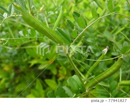 カラスノエンドウ カラスノエンドウ 77941827