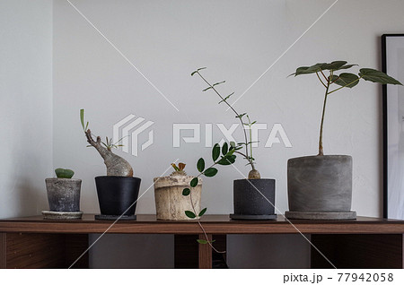 コーデックス（アフリカ大陸などが原産の多肉植物） 77942058