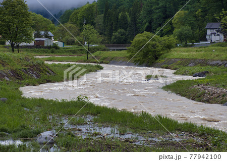 治水対策で河原の木が切られた姫川と濁流　長野県白馬村 77942100