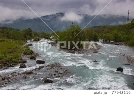 雪解け水で増水した松川と新緑 長野県白馬村 雪解け水で増水した松川と新緑 長野県白馬村 77942116