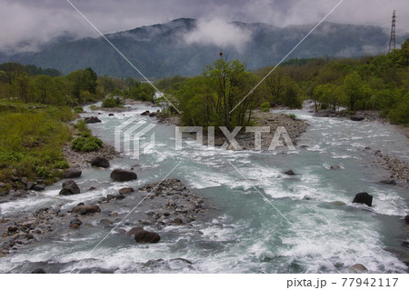 雪解け水で増水した松川と新緑　長野県白馬村 77942117