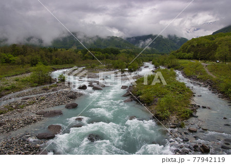 雪解け水で増水した松川と新緑　長野県白馬村 77942119