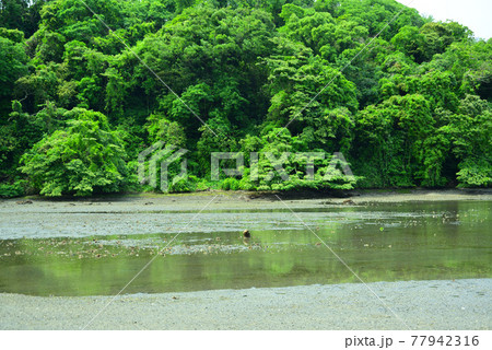 新緑まぶしい小網代の森・三浦半島 77942316