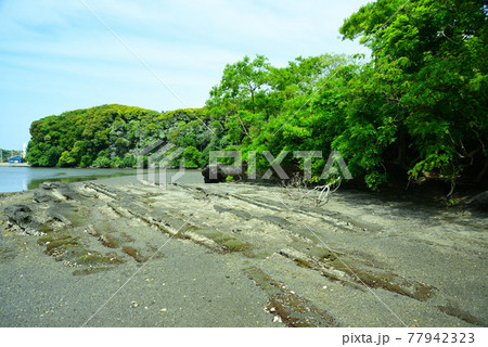 新緑まぶしい小網代の森・三浦半島 77942323