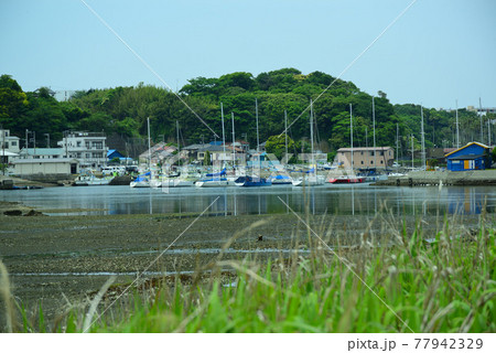 新緑まぶしい小網代の森・三浦半島 新緑まぶしい小網代の森・三浦半島 77942329