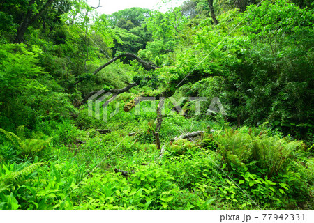 新緑まぶしい小網代の森・三浦半島 77942331