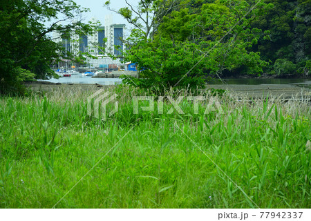 新緑まぶしい小網代の森・三浦半島 新緑まぶしい小網代の森・三浦半島 77942337