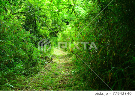 新緑まぶしい小網代の森・三浦半島 77942340