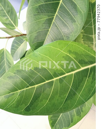 重なる模様の美しい葉 77942370