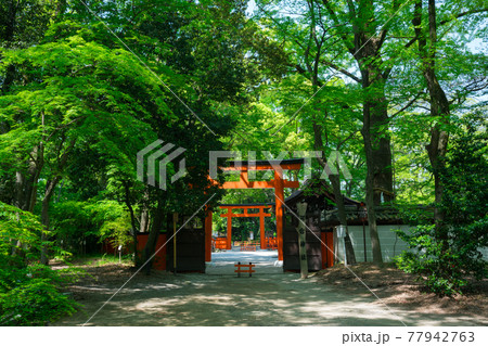 京都 下鴨神社の摂社 河合神社の鳥居と新緑 京都 下鴨神社の摂社 河合神社の鳥居と新緑 77942763