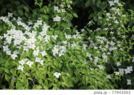 ヤマボウシ ヤマボウシ 77943003