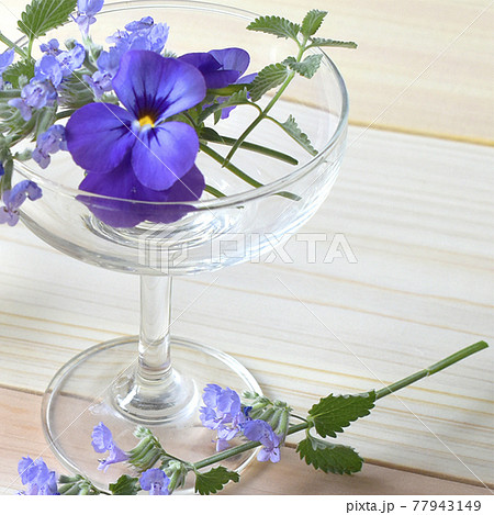 アップルミントの花とビオラ 青い花々 アップルミントの花とビオラ 青い花々 77943149