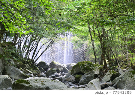 丹沢山塊・西丹沢の深い森 丹沢山塊・西丹沢の深い森 77943209