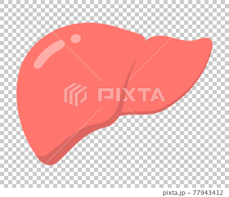 Human liver Human liver 77943412