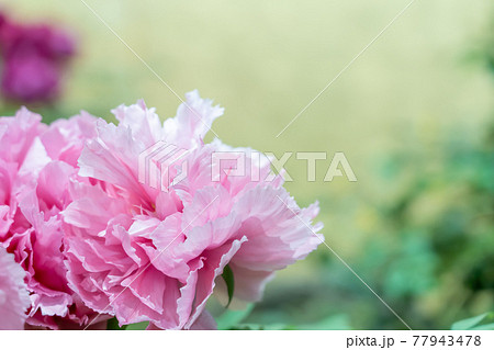 ひらひらした花びらの美しいピンクのボタンの写真素材