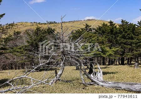日本奈良県 大台ヶ原(日出ヶ岳)山頂への道 日本奈良県 大台ヶ原(日出ヶ岳)山頂への道 77943611