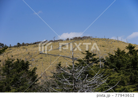 日本奈良県　大台ヶ原山（日出ヶ岳）山頂への道　 77943612