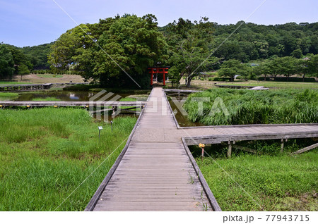 初夏の神奈川県中井町・厳島湿生公園 77943715