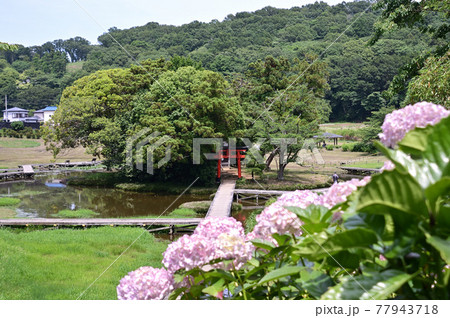 初夏の神奈川県中井町・厳島湿生公園 初夏の神奈川県中井町・厳島湿生公園 77943718
