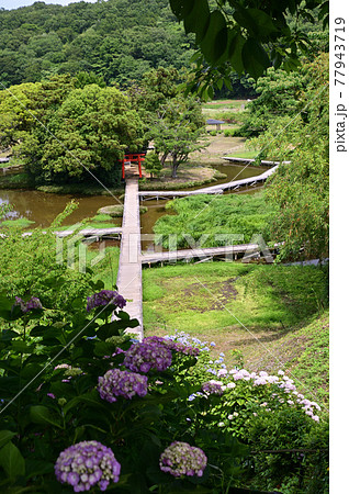 初夏の神奈川県中井町・厳島湿生公園 77943719