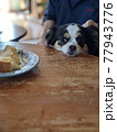 食卓の食べかけの食パンを狙う犬 77943776