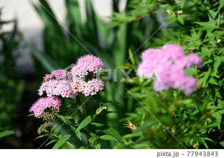 シモツケの花 77943843