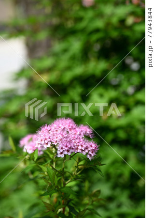 シモツケの花 77943844