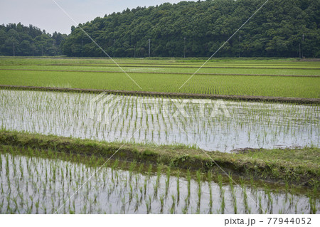 田んぼのある風景の写真素材 [77944052] - PIXTA