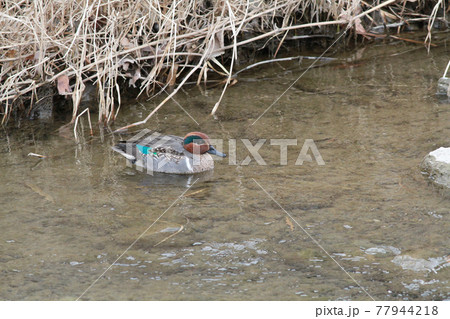 大栗川の水面に浮かんで餌を探すコガモ 大栗川の水面に浮かんで餌を探すコガモ 77944218