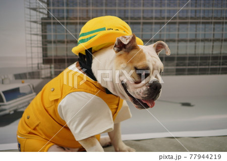 犬 ブルドッグ 工事現場 写真 犬 ブルドッグ 工事現場 写真 77944219