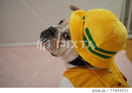 犬 ブルドッグ　工事現場　写真 77944251