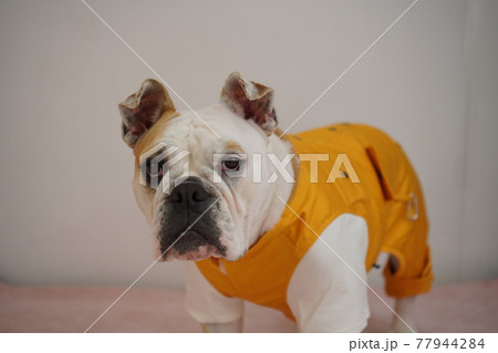 犬 ブルドッグ 工事現場 写真 犬 ブルドッグ 工事現場 写真 77944284