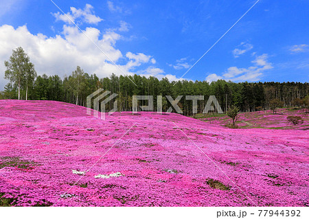 北海道滝上町の風景 満開の芝桜と青空【5月】 北海道滝上町の風景 満開の芝桜と青空【5月】 77944392