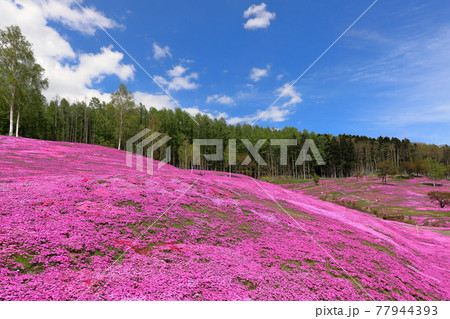 北海道滝上町の風景 満開の芝桜と青空【5月】 北海道滝上町の風景 満開の芝桜と青空【5月】 77944393